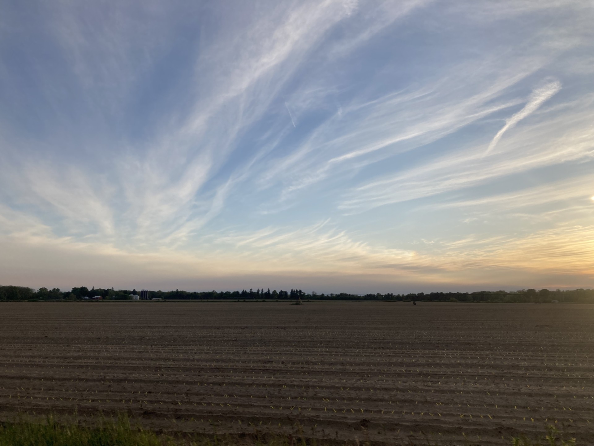 25 Yellow corn sunset.jpg